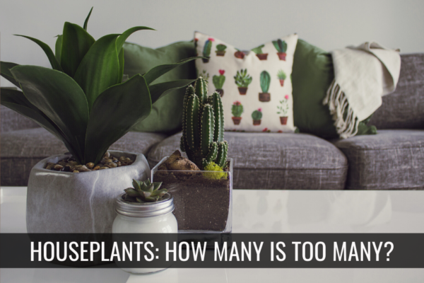 Can You Have Too Many Houseplants? What Buyers Notice Instantly